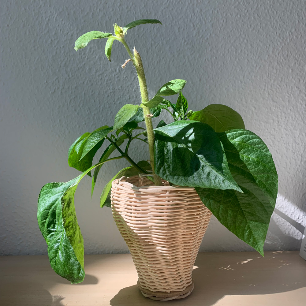 Es ist ein fertig geflochtener Korb zu sehen, der als Vase für eine Grünpflanze genutzt wird.
