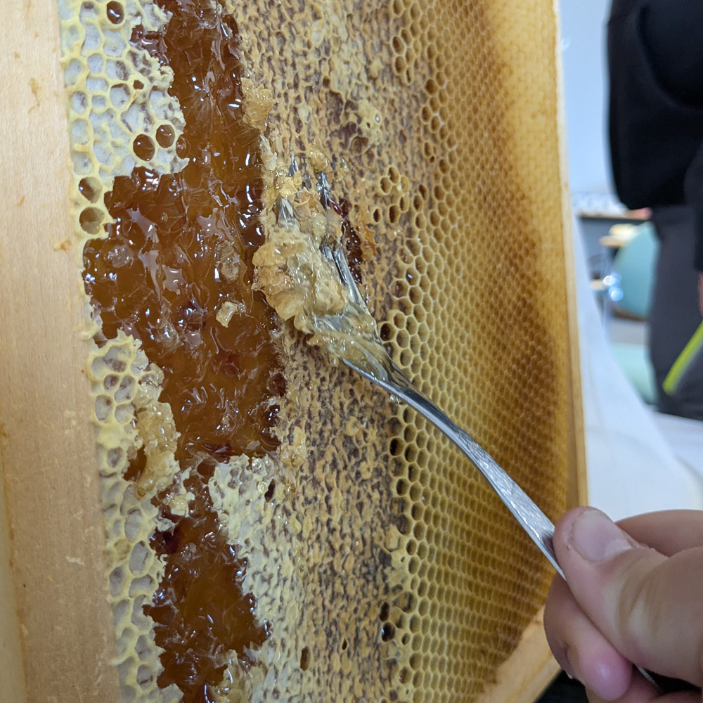 September 2025 – Projekttag Bienen & Honig